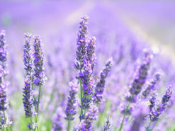 Huiles essentielles BIO et mélanges d’huiles essentielles pour vos problèmes spécifiques